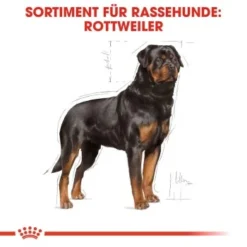 ROYAL CANIN Rottweiler Adult 12 Kg -Hund Miau Verkaufsgeschäft 27a592969044fc1357f9676b2410de1aba1b1a6b cf9ef56478622babade804abe809db95616be3e9