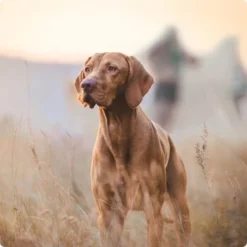 REAL NATURE Senior Lamm & Kalb 6x800 G -Hund Miau Verkaufsgeschäft 2a7e6cb20be89e03efc3fb044f52385d1267f3cd 1314110 de DE Real Nature Original Dog bild 5