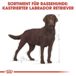 ROYAL CANIN Labrador Adult Sterilisiert 12 Kg -Hund Miau Verkaufsgeschäft 31e1f6a26267d1a0a69c021124625ae837af3de5 d2e7d1ca570bae873340e636115141da7ec0dc2c