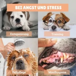 BeG Buddy [2-er] Leckmatte Für Hunde / Katzen, Schleckmatte Mit Saugnäpfen -Hund Miau Verkaufsgeschäft 4a9b8a291baf5e718e0f4039d5ac92c5afd61fba 1457253 de DE d924f0bb8e68101ebbb22782b82d5b2a367631bd9eQU5p