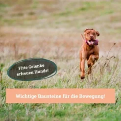 BeG Buddy Gelenk Fit Tabletten -Hund Miau Verkaufsgeschäft 6218f467461529b33e78e061fd5bbfb6d1d2f7da 1457251 de DE a3695c7b63d65681a9295d83a6d1397da5c497d1Hm4zed