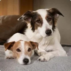 SELECT GOLD Sensitive Junior Huhn & Reis 6x400 G -Hund Miau Verkaufsgeschäft 6abb6915af23c615d0cf74853b0a3bb663e7931c 1096086 de DE 4 Select Gold Dog 6