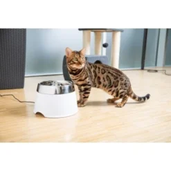 Bestseller -Hund Miau Verkaufsgeschäft 92c86e98438db808977b8eafce195820ef5df912 d8ae16ab0d13ddfb9a71ce3d8cd638af48827185