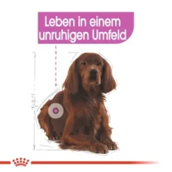ROYAL CANIN Relax Care Medium 10 Kg -Hund Miau Verkaufsgeschäft a597230b751f910e4db419a9885065fa70548075 b21eb2050adfbdca599b312d2185d11f16566d01