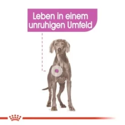 ROYAL CANIN Relax Care Maxi 9 Kg -Hund Miau Verkaufsgeschäft aae200dd20a34c1bd2ab53469bd083be6075a270 3f0541ec8923021cfa4a489ac16d527744f53a6e