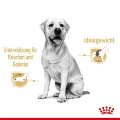 ROYAL CANIN Labrador Retriever Adul Stückchen In Soße 10x140g -Hund Miau Verkaufsgeschäft aeb19e4cdbaaca5cbebad4d6e972e6da4799c103 97daf81f0e230cf8456b48a254b246e5816be7c2