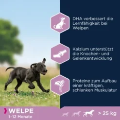EUKANUBA Puppy Large Breed 15 Kg -Hund Miau Verkaufsgeschäft cb35fe0748cee726a708ec25472e57550607bac2 1008332 de DE ask 3