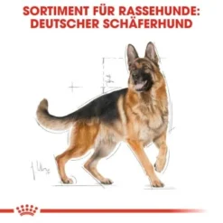 ROYAL CANIN Deutscher Schäferhund Adult 11 Kg -Hund Miau Verkaufsgeschäft e9cdd4bccca28fab02a00815a120dd87036591e8 8da61ea876c2efb3fc2108d51700aba967e57469