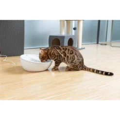 AniOne Keramik-Trinkbrunnen Waterfall Weiß Ohne Ersatzfilter 11 AniOne Keramik-Trinkbrunnen Waterfall Weiß Ohne Ersatzfilter -Hund Miau Verkaufsgeschäft f5666e2f535275128e81462f19991e450c3d3f87 c66954489332ac4ff326811e24559ef9b2854fac