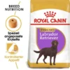 ROYAL CANIN Labrador Adult Sterilisiert 12 Kg -Hund Miau Verkaufsgeschäft fa7725055158a474608415d5ab13d0c2be339d29 7da4a47c372b175bf732f639b5f5d98facd5dce8