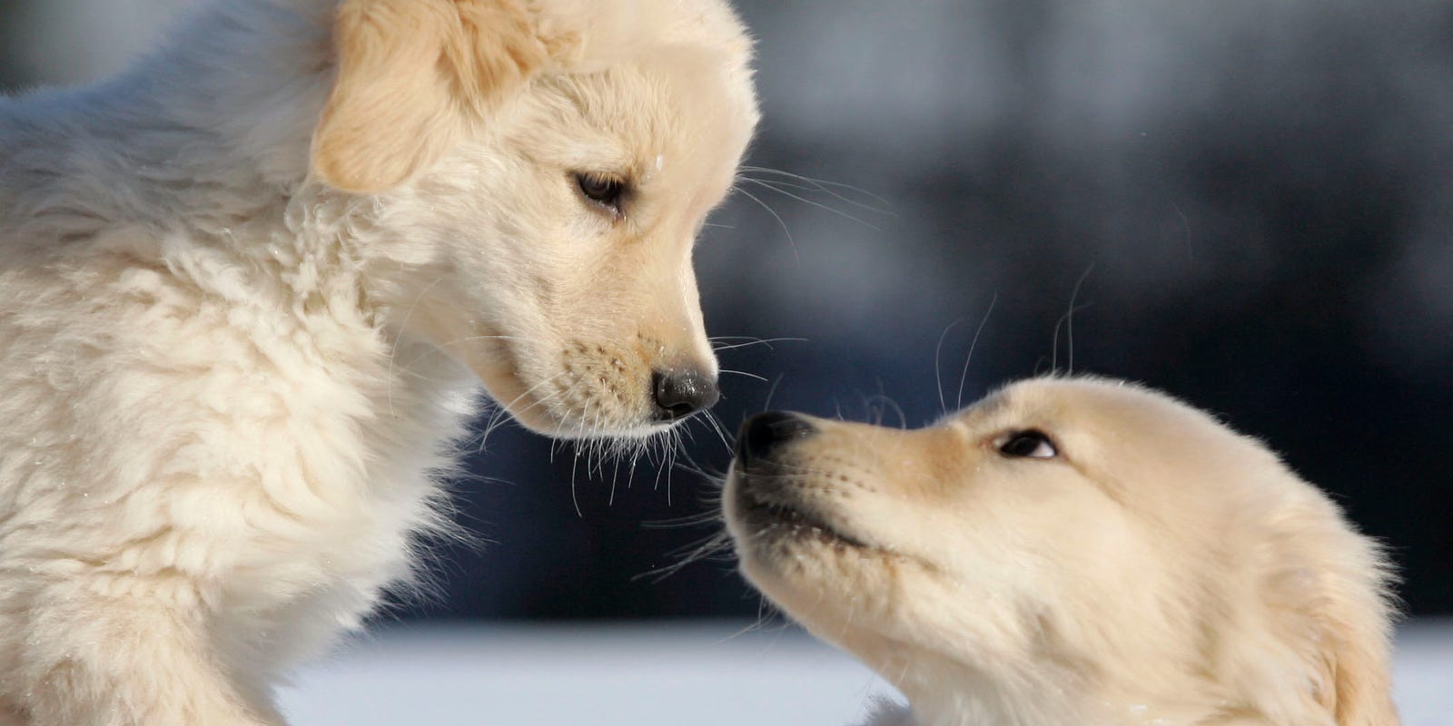 Hund Miau Verkaufsgeschäft -Hund Miau Verkaufsgeschäft 4cbf91ff 57be 4b4c 9940 415efab0e881 CNI bk PUPPYPLAY8 0107 PZ M