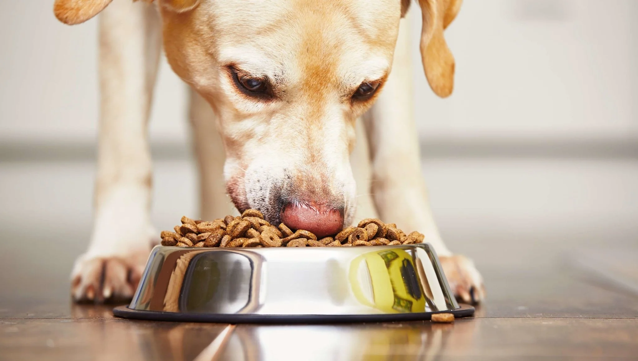 Hund Miau Verkaufsgeschäft -Hund Miau Verkaufsgeschäft hundenapfe und tranken 445941